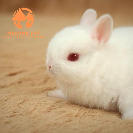 Thỏ lùn hà lan màu trắng là màu sắc được rất nhiều các bạn nhỏ yêu thích